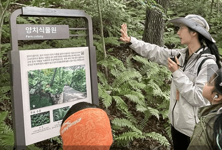 2025 화담숲 벚꽃 예매하기 관련사진