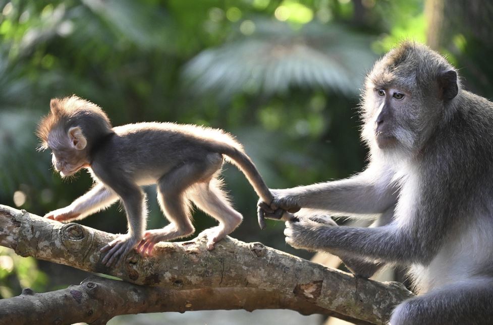 2026년 원숭이띠 운세(+태어난 년도별운세 총정리)