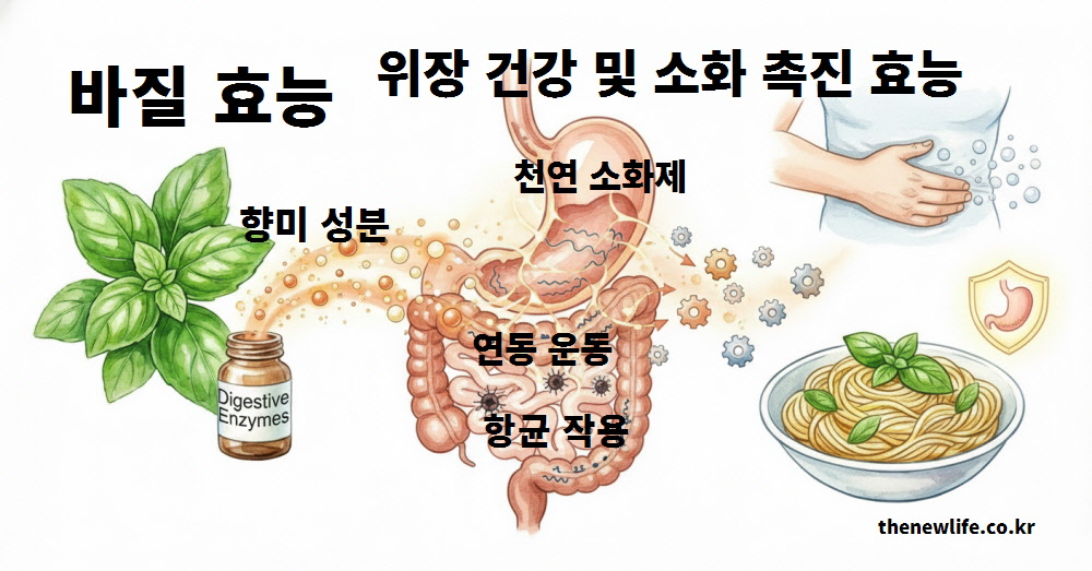 위장 운동을 돕고 더부룩함을 없애주는 천연 소화제 바질 효능 이미지