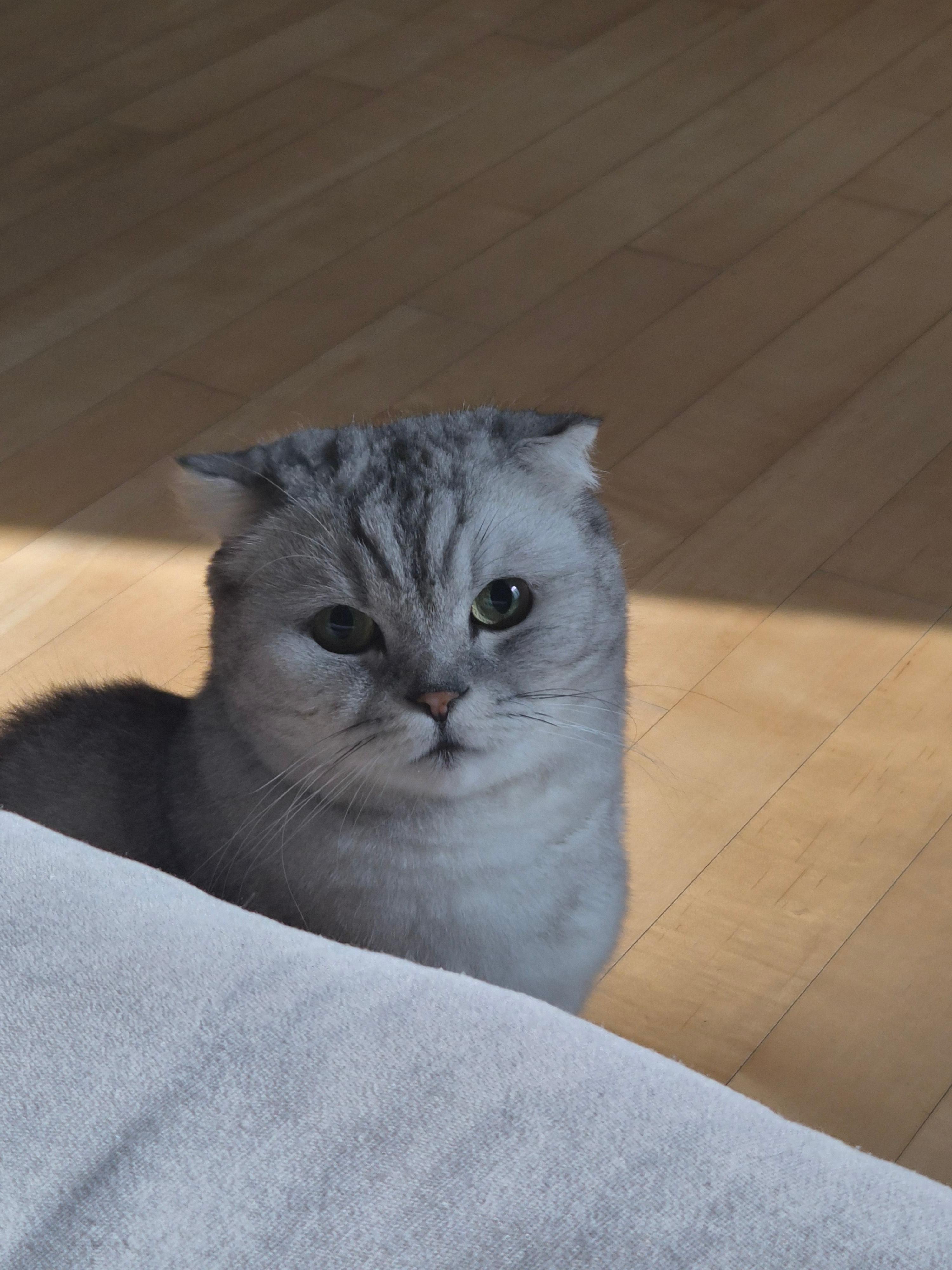 고양이 사진