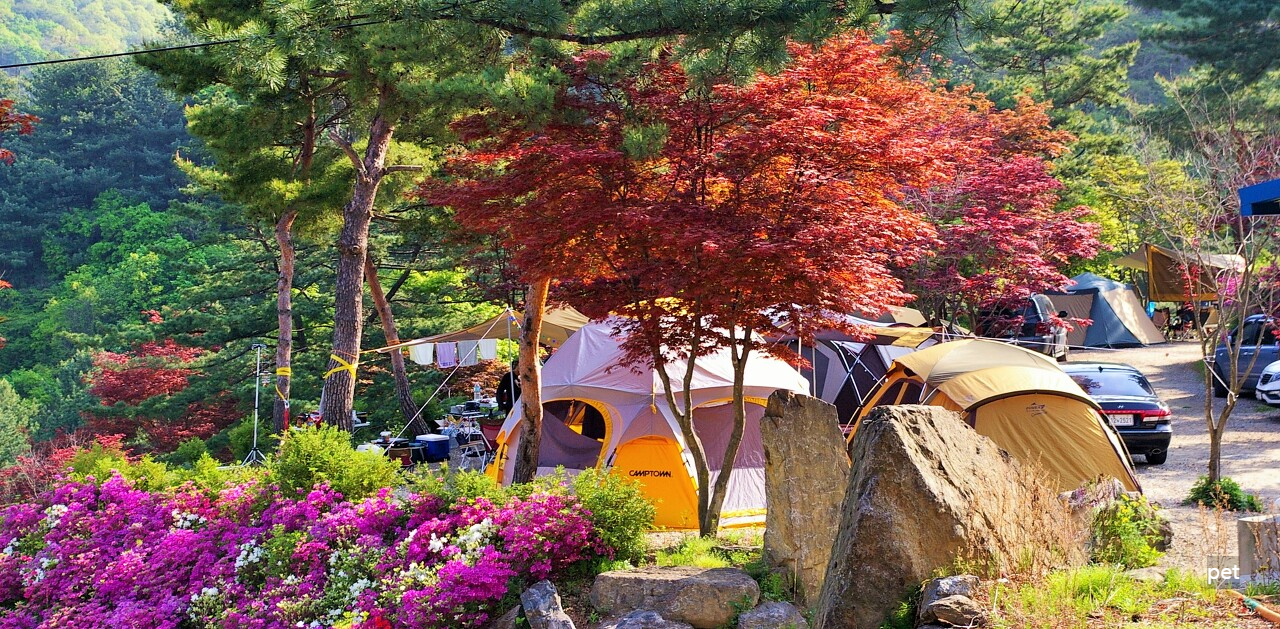 경기-동두천-산야초자연캠핑장-예약-방법-애견-동반-가격-주소-시간-후기