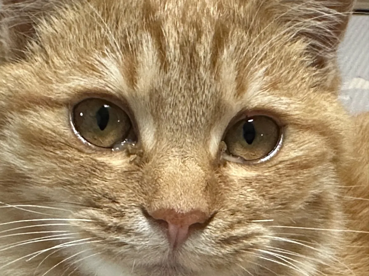 &amp;quot;고양이