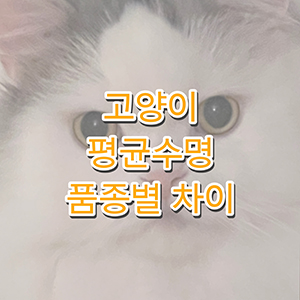 고양이 수명