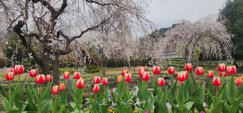 강릉 경포대 벚꽃 축제 사진