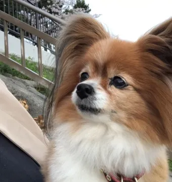 강아지 오래사는 신장관리 비법 생활습관_13