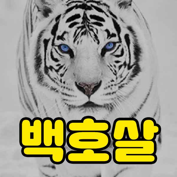 백호살 - 썸네일