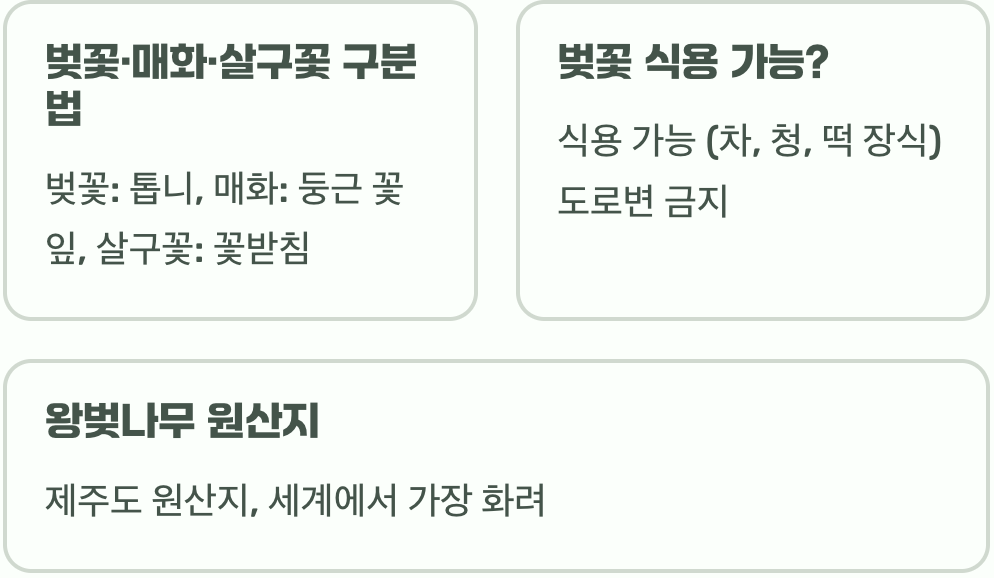 벚나무 꽃말과 전해지는 의미&amp;#44; 사랑&middot;기다림&middot;덧없음의 상징