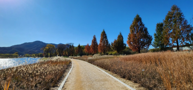 창포원 수변산책로와 갈대, 단풍나무