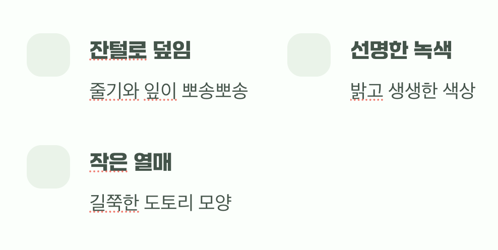 우리가 키워도 되는 착한 양귀비