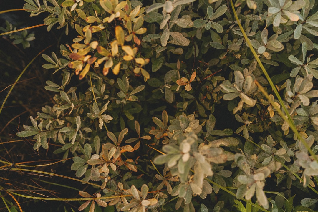 Boswellia