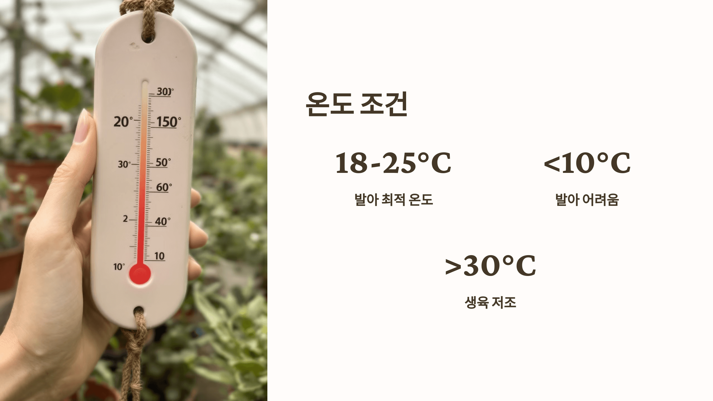 더덕 사진입니다.