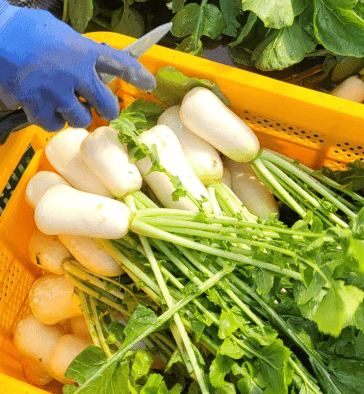 김장 알타리김치 맛있게 담그는 방법