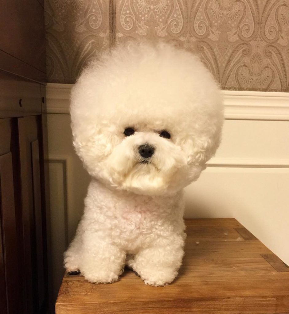 비숑