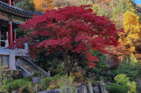 가을 여행지 추천! 청량산 단풍 절정 시기 + 초보자&amp;가족 코스 추천