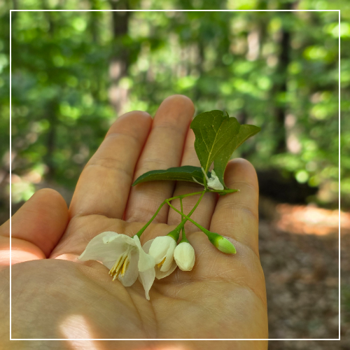 A small flower resting gently on an open palm