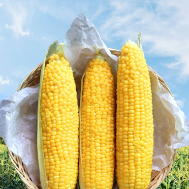 초당옥수수란? 유명 산지(의령&amp;#44; 밀양 등)