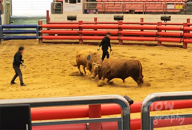 청도-소싸움경기장