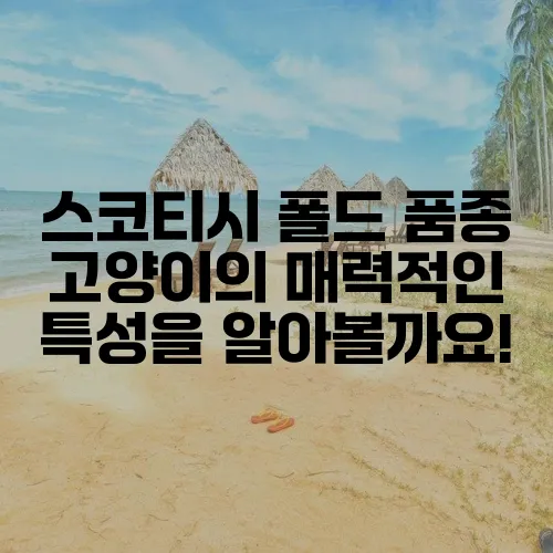 스코티시 폴드 품종 고양이의 매력적인 특성을 알아볼까요!