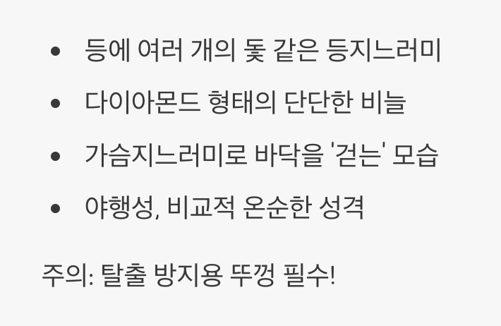 물속을 걷는 작은 용, 폴립테루스