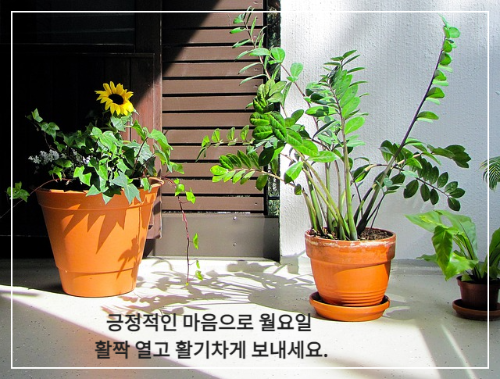 해바라기 꽃 화분과 초록 나뭇잎 화조 화분