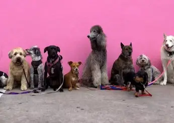 Homemade dog treats made with love by a pet food chef
