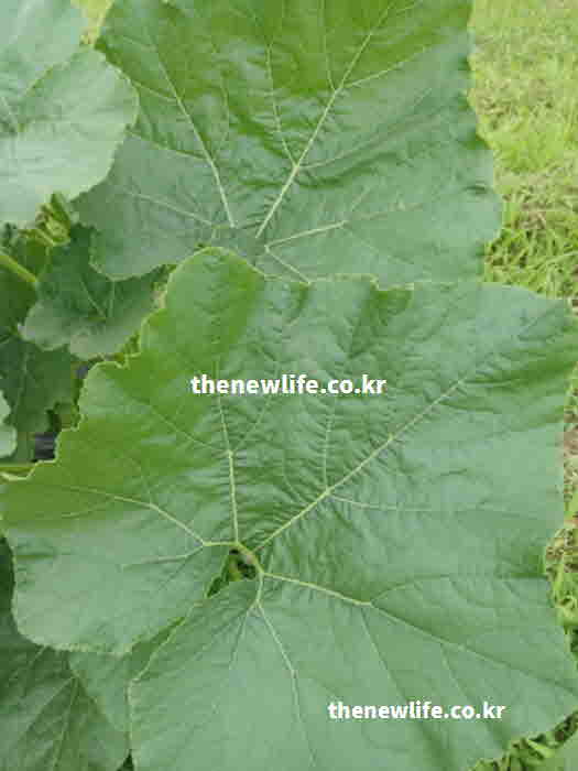 호박잎 효능 요리 된장