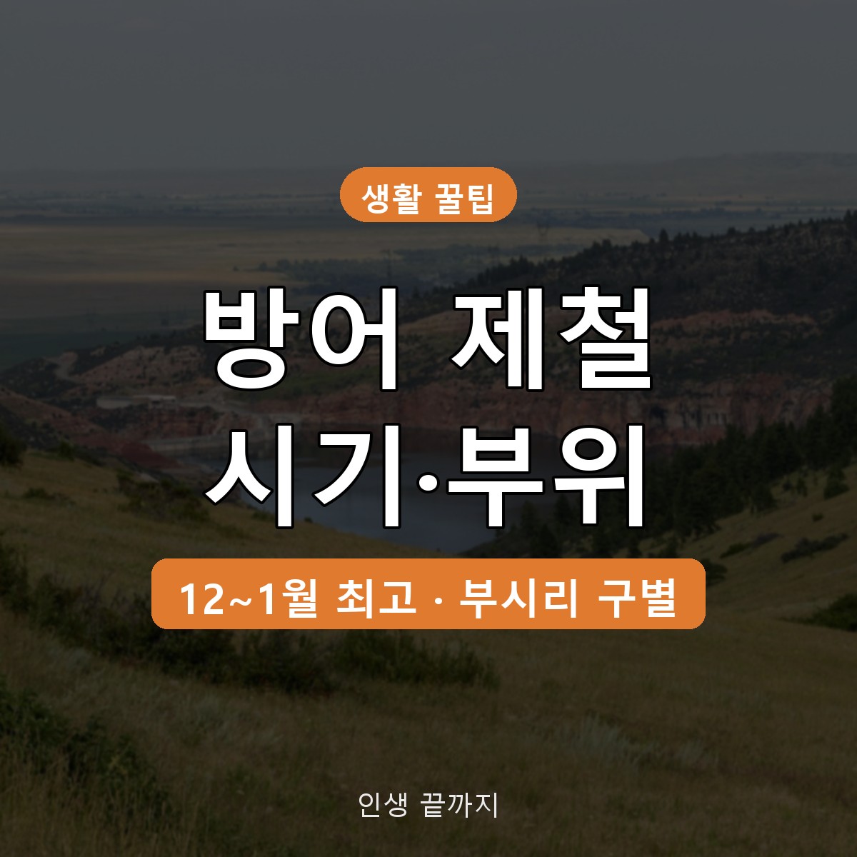 방어 제철 시기 언제? 대방어 부위별 맛과 부시리 구별법 정리
