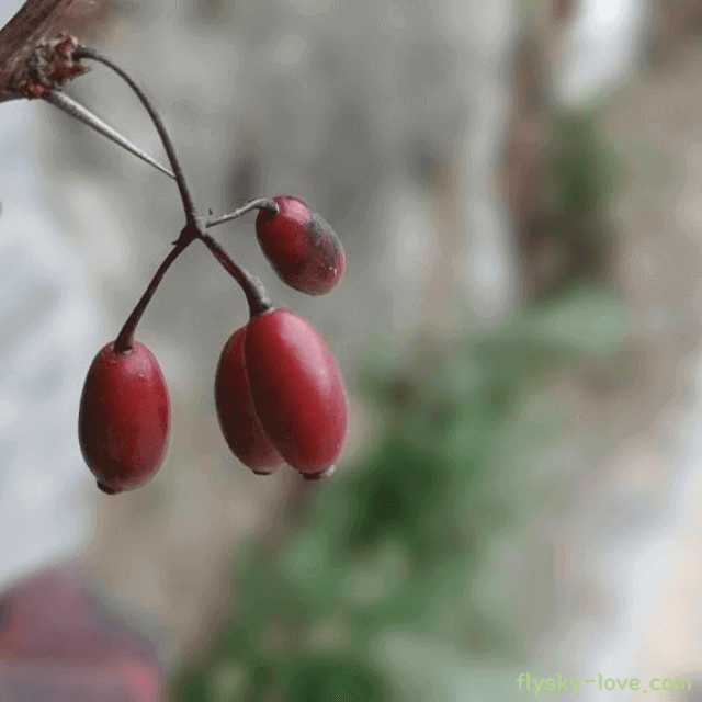 약용식물 오미자