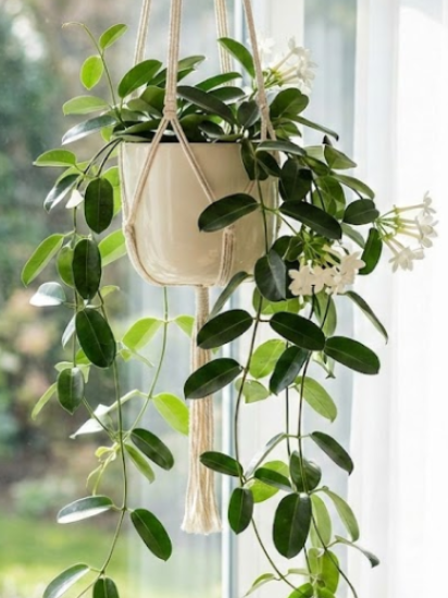 늘어지는 자스민 키우는 법