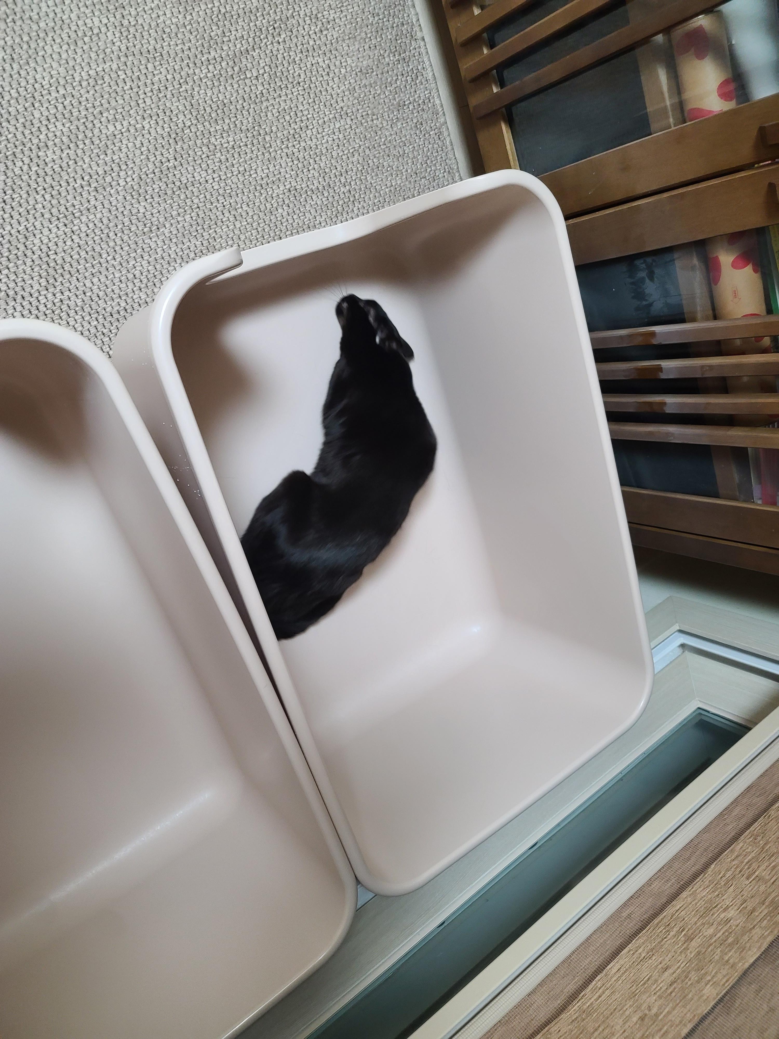 또다시 돌아온 고양이들 화장실모래전체갈이!(feat.미우타임즈와 써유)