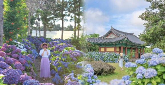 제주 수국 명소 이미지