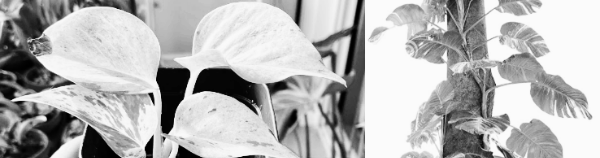 스킨답서스 키우는법: 햇빛