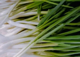 텃밭 부추 쪽파 재배 다년생 관리 수확주기 웃거름 월동_26