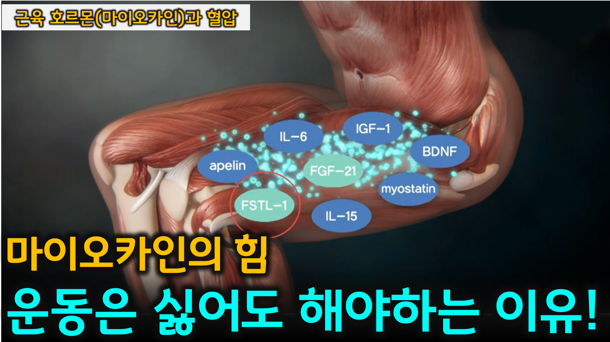 근육 호르몬 (마이오카인, 혈압 개선, 지방간 케어)