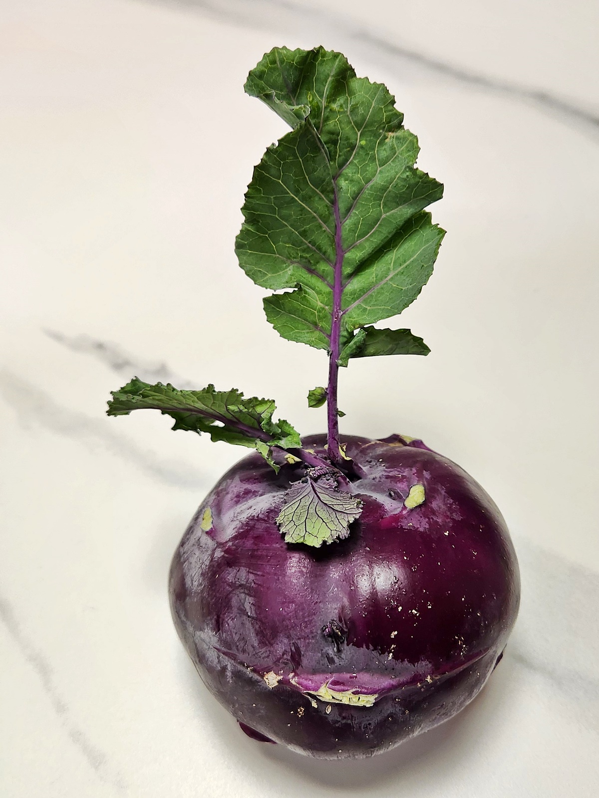 콜라비