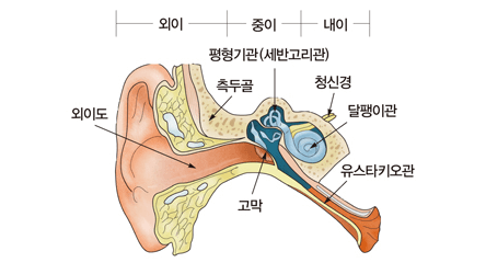 귀의-구조