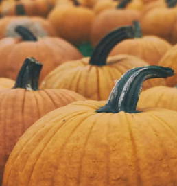 단호박 효능 부작용 영양성분 고르는법 칼로리