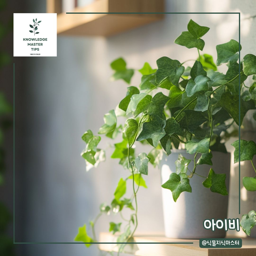 추위에 강한 식물, 아이비