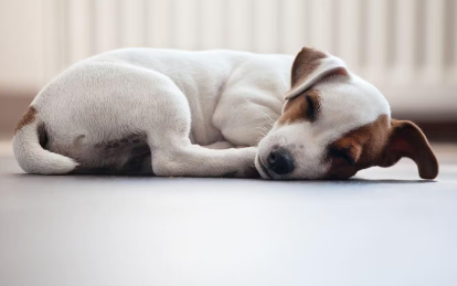 누워있는 강아지