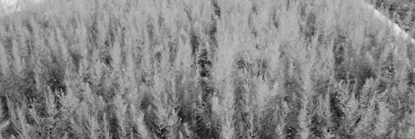 아스파라거스 재배방법: 아스파라거스 모종 (아스파라거스 종근)