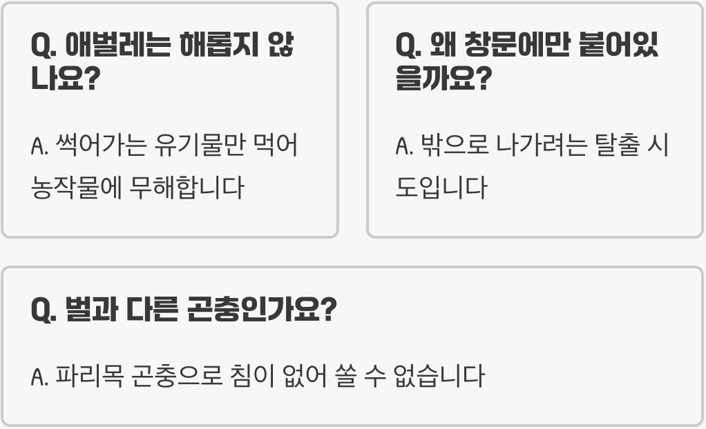 동애등에는 입이 없다? 성충이 질병을 옮기지 않는 놀라운 이유