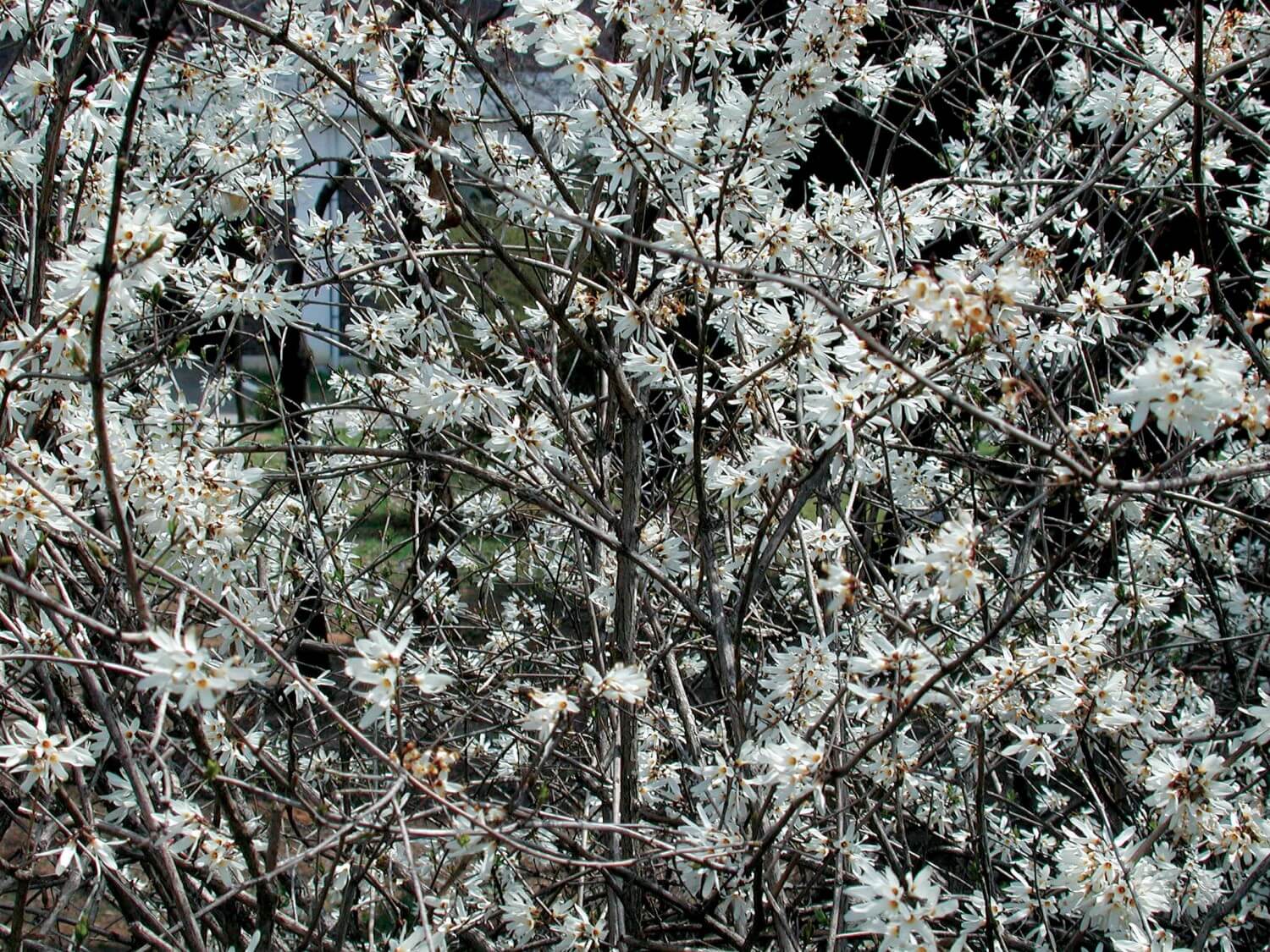 미선나무와 개나리의 차이점