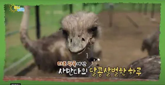 헤이리치타조농장