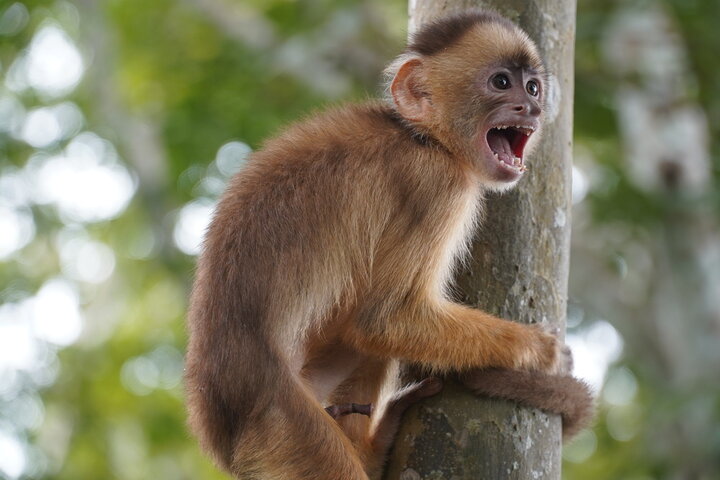 2025년 을사년 원숭이띠 신년 운세