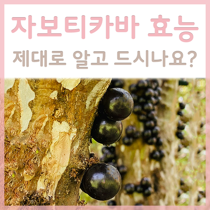 나무에-열린-자보티카바