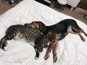 개 고양이 트라조돈 약물 사용 가이드와 주의사항 정리_16