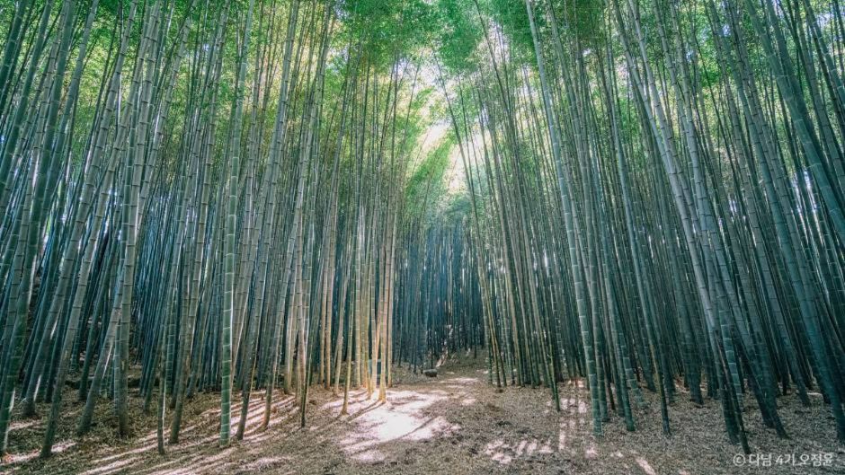 맹종죽림 대나무숲