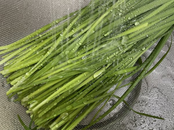 부추전 맛있게 만드는 법 - 부추 깨끗이 씻기