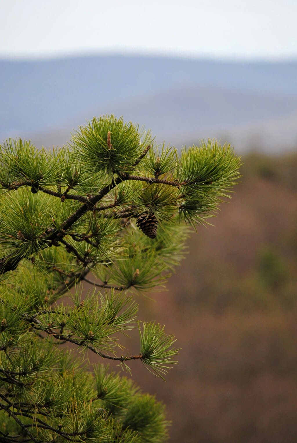 화담숲 예약하기! 놓치면 후회하는 꿀팁 대방출