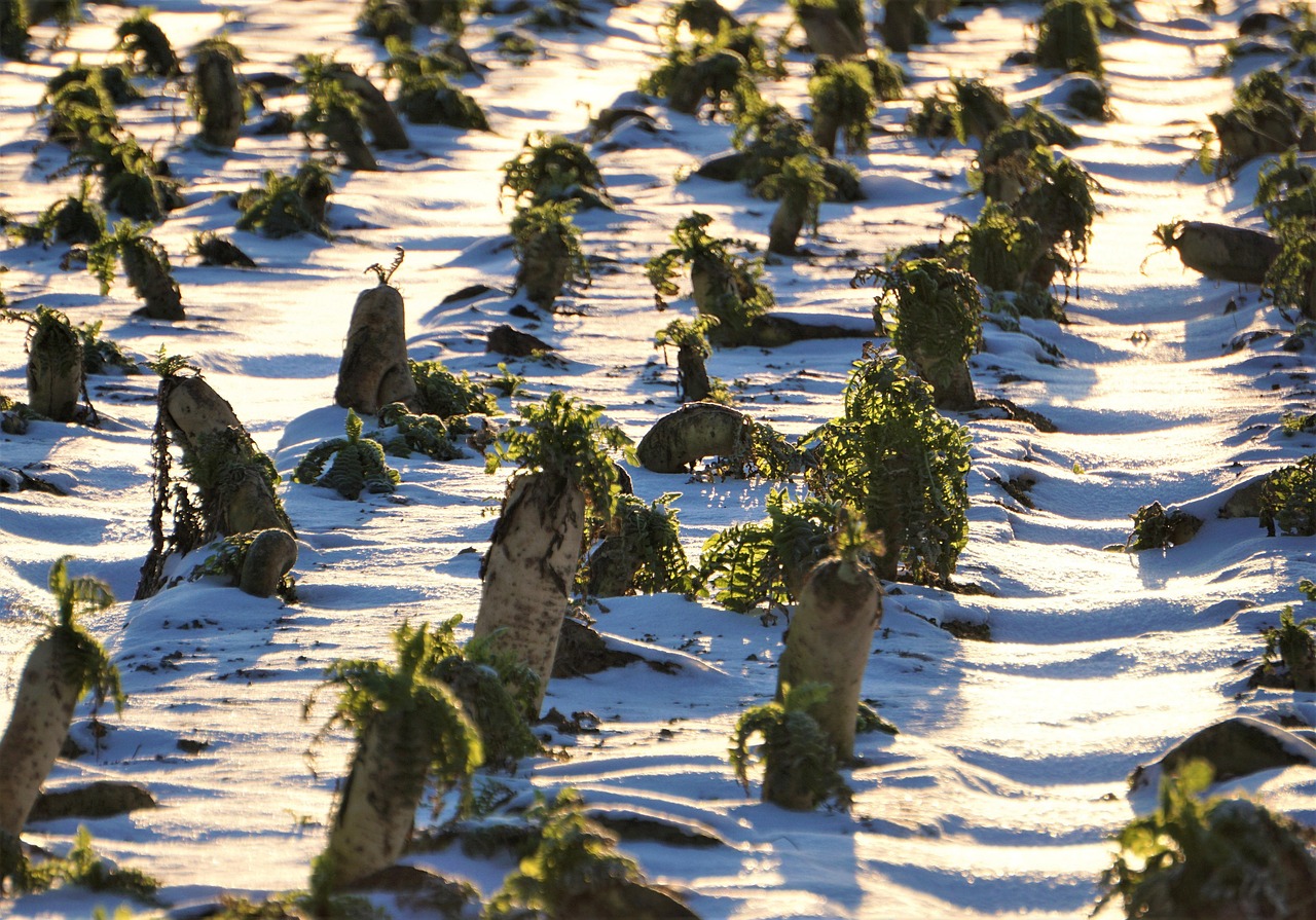 겨울철 제철음식 무나물 황금 레시피